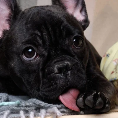 cachorro_lambendo_as_patas_widexl