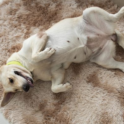 cute-dog-relaxing-home