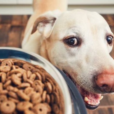 Domestic life with pet. Feeding hungry labrador retriever. The owner gives his dog a bowl of granules.