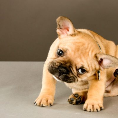 shutterstock_101949163-16x9-2-960x540